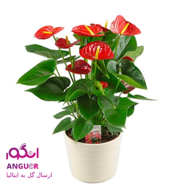 گلدان آنتوریوم (ارسال گل به ایتالیا)