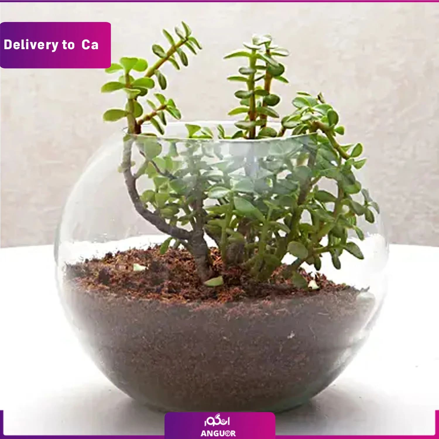 تراریوم (ارسال گل به کانادا)