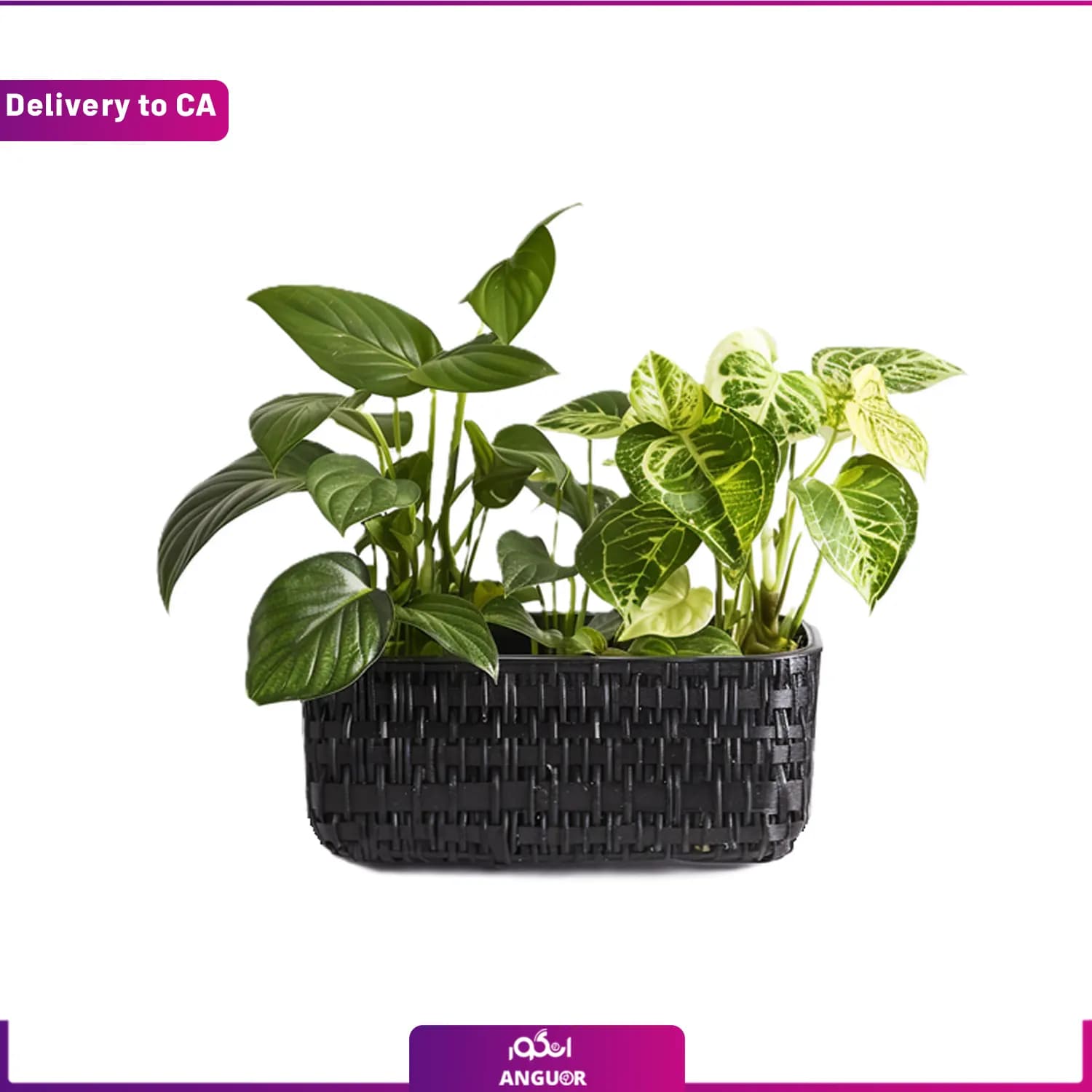 سبد گل تندر (ارسال گل به کانادا)