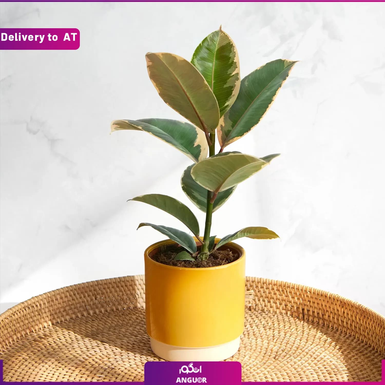 (Delivery to Austria) Ficus