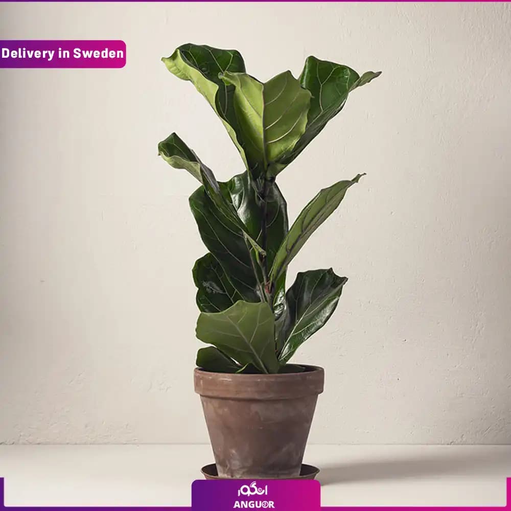 گلدان فیکوس لیراتا 60 سانتی (ارسال هدیه به سوئد )