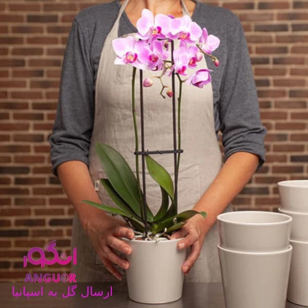 گلدان ارکیده (ارسال دسته گل به اسپانیا)