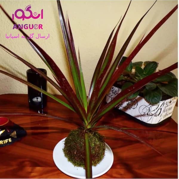 گل آپارتمانی دراسنا (ارسال گل به اسپانیا)