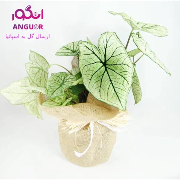 گل آپارتمانی کالادیوم(ارسال گل به اسپانیا)