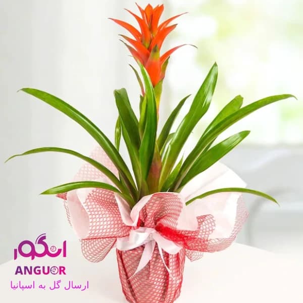 گیاه گازمانیا (ارسال گل به اسپانیا)