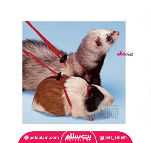 قلاده کتفی خوکچه قابل تنظیم