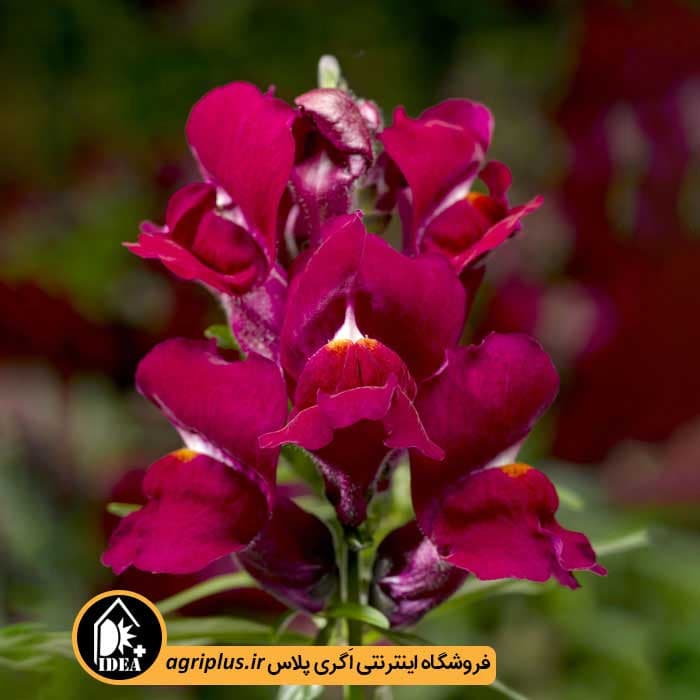 بذر گل میمون Snaptini سینجنتا