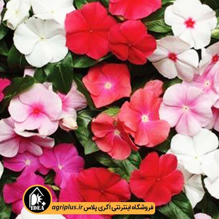 بذر گل پریوش آویز پاسیفیکا (Pacifica) پن امریکن