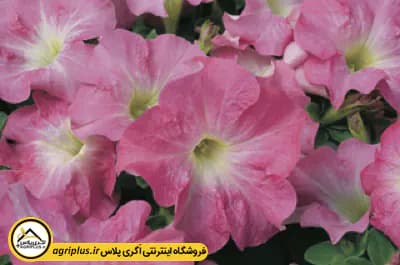 بذر گل اطلسی Ultra سینجنتا