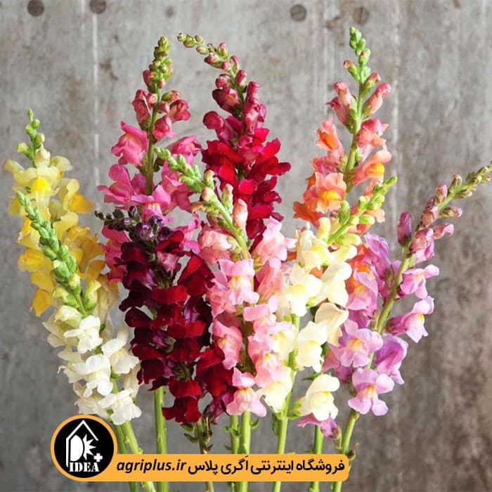 بذر گل میمون بسته بندی خانگی