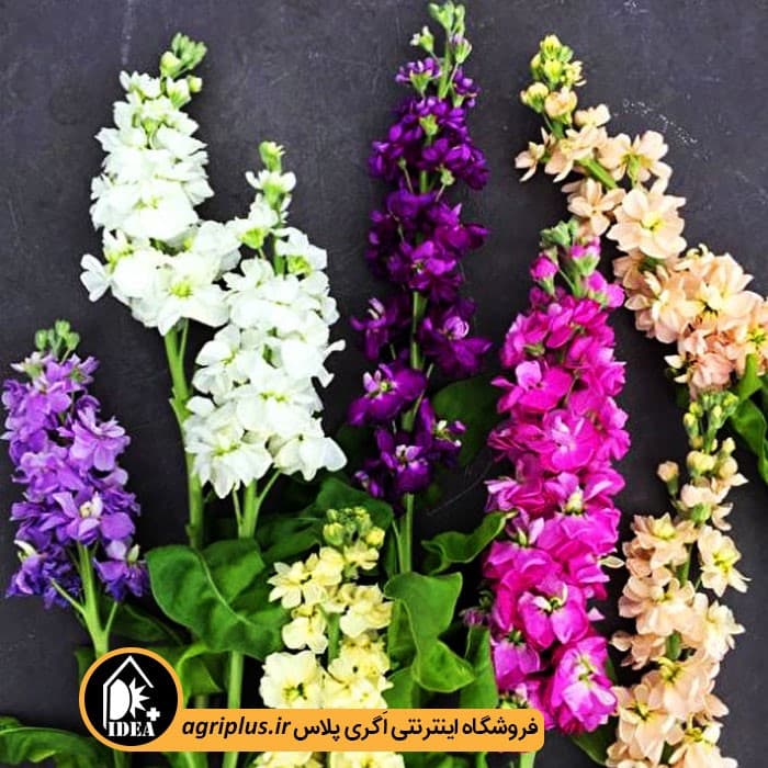 بذر گل شب بو بسته بندی خانگی