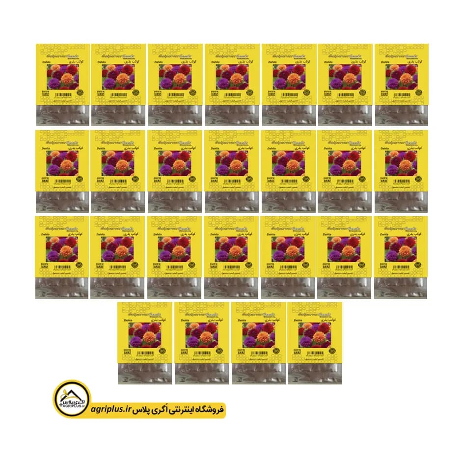 بذر گل کوکب (یکساله) بذری بسته بندی خانگی — تصویر ۳