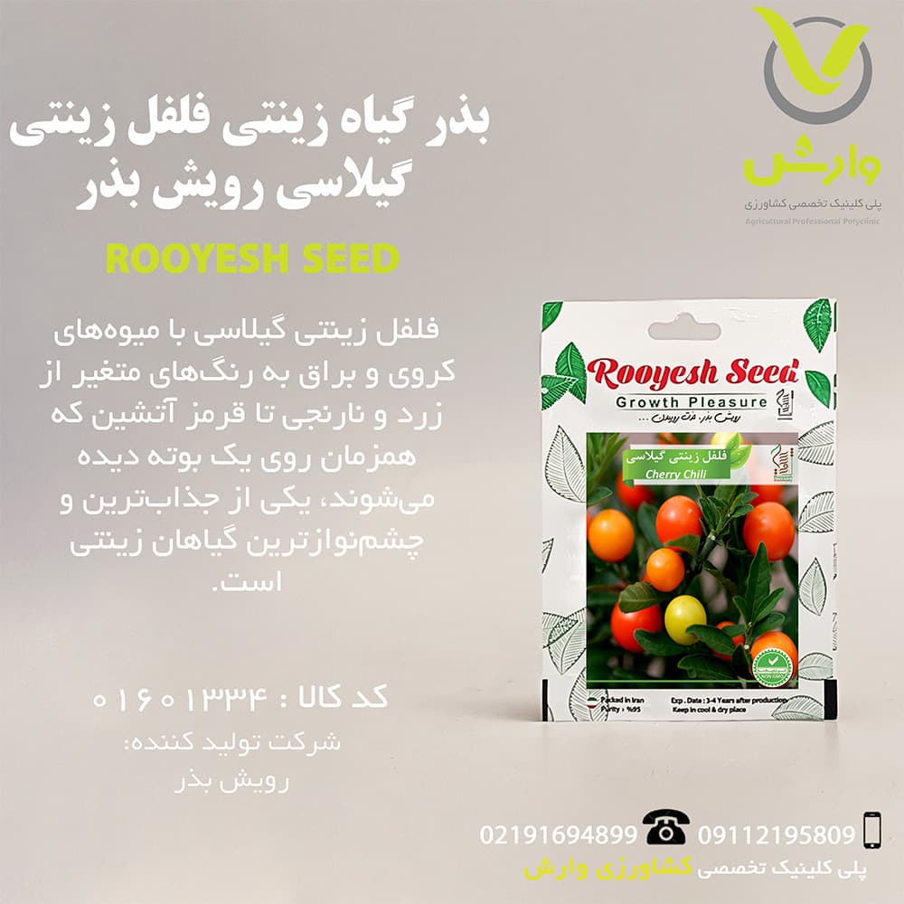بذر گیاه زینتی فلفل زینتی گیلاسی رویش بذر