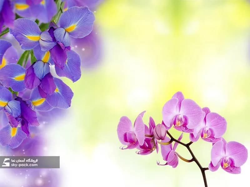 آسمان مجازی گل ارکیده