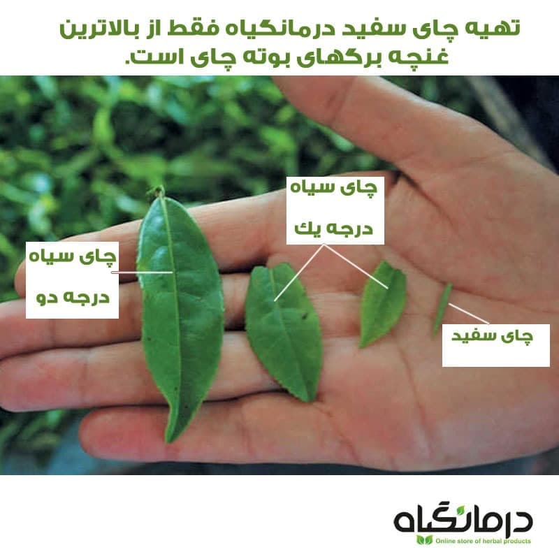 چای سفید درمانگیاه — تصویر ۶
