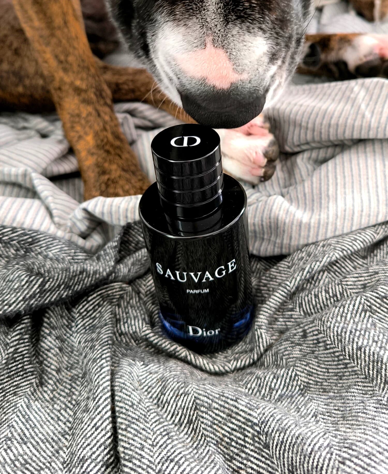 دیور ساوویج پرفوم مردانه 200 میل DIOR SAUVAGE PARFUM 200ML — تصویر ۵