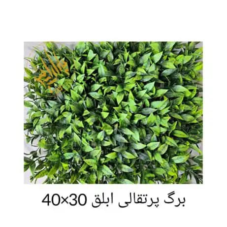 گرین وال پرتقالی ابلق — تصویر ۲