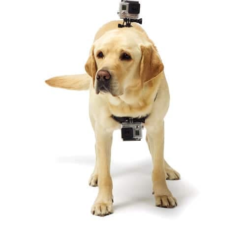مانت هارنس سگ گوپرو Gopro Dog Harness Mount — تصویر ۲