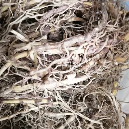 علف هفت بند یا ریشه فرز 75 گرم — تصویر ۲