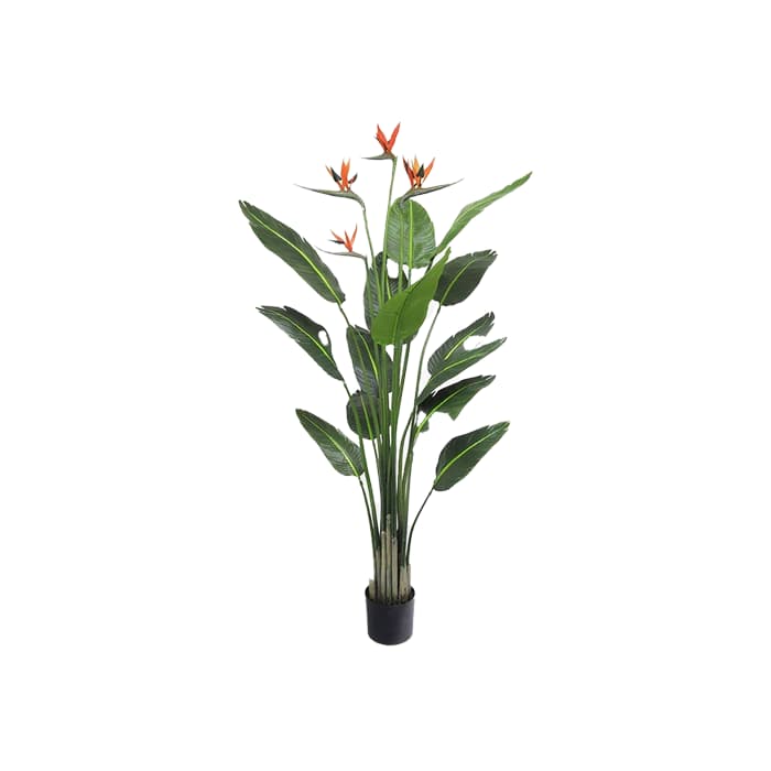 گل پرنده بهشتی (استرزیا)
