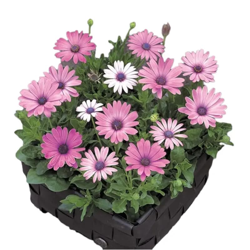 گل استئوسپرموم (مینا آفریقایی)