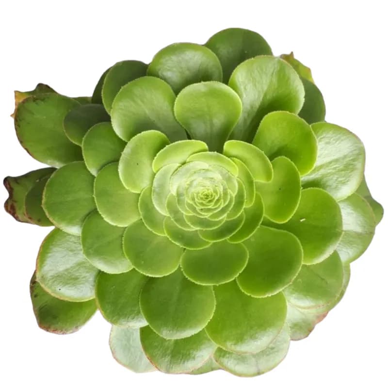 گل آئونیوم بشقابی