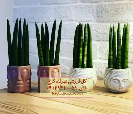 سانسوریا نیزهای برای طراحی داخلی آپارتمانهای کوچک