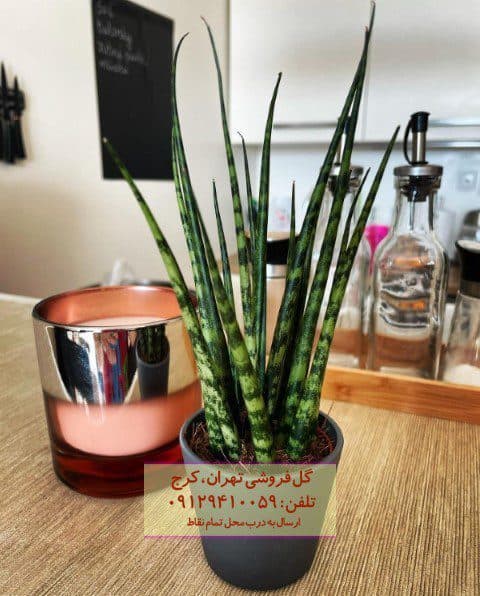 فروش سانسوریا نیزه‌ای برای زیباسازی آشپزخانه‌های مدرن