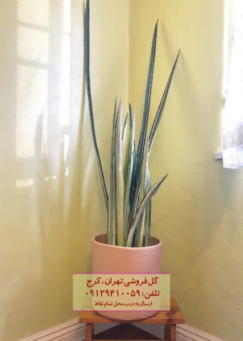 فروش سانسوریا بانتل برای چیدمان گلدان‌های بزرگ