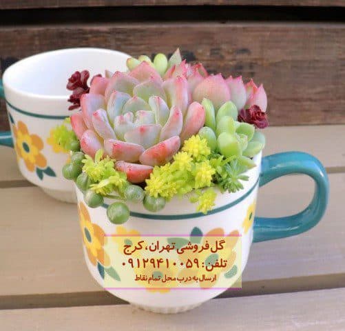 ساکولنت برای چیدمان فضای آرامش‌بخش