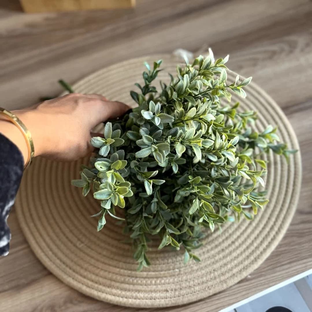 بوته انار — تصویر ۲
