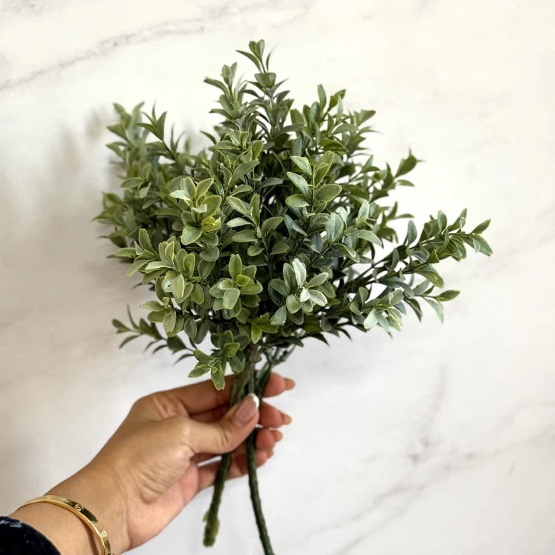 بوته انار — تصویر ۳