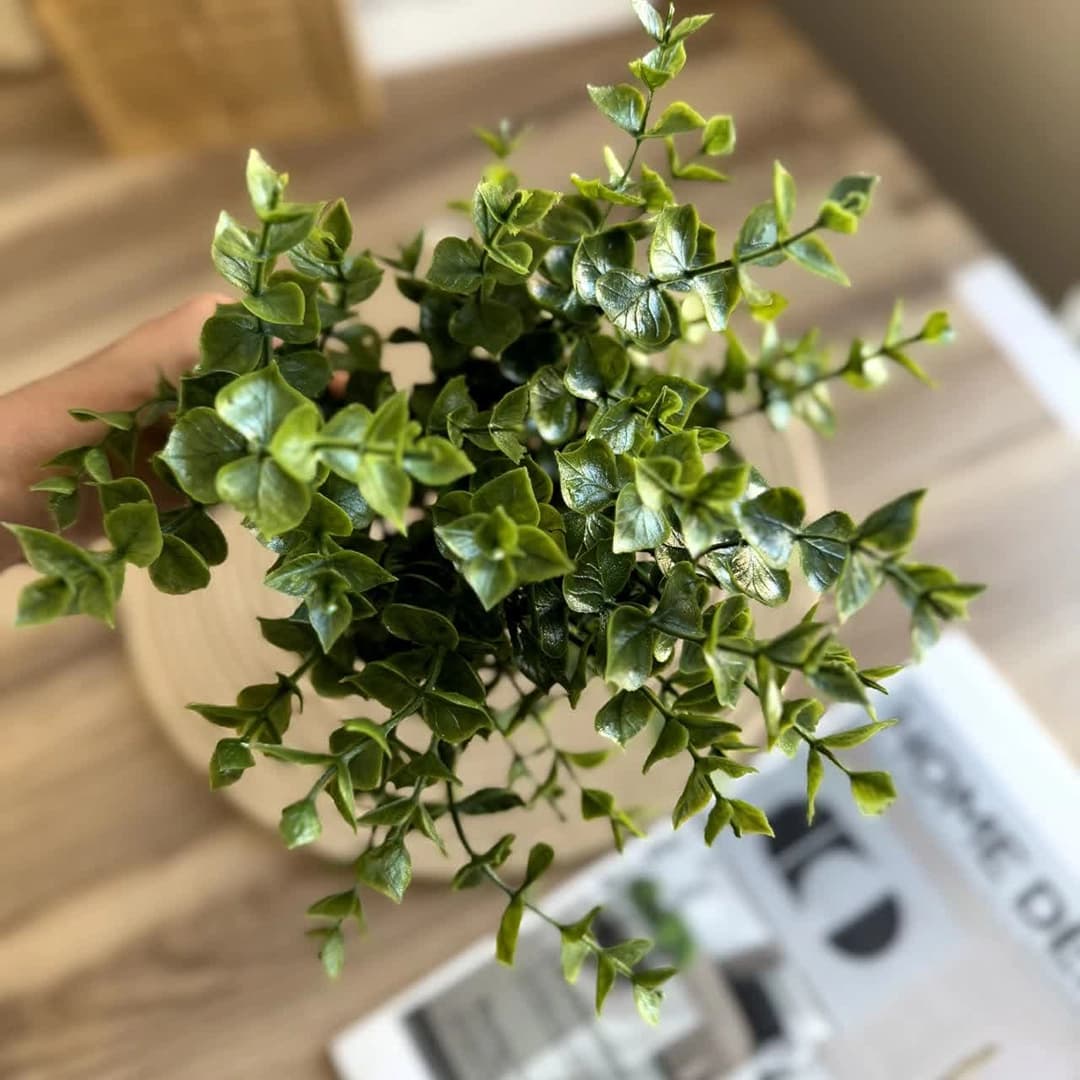 بوته شمشاد سبز — تصویر ۳