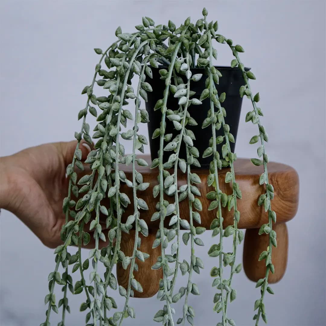 غوره گلدونی وارداتی رنگ برفی
