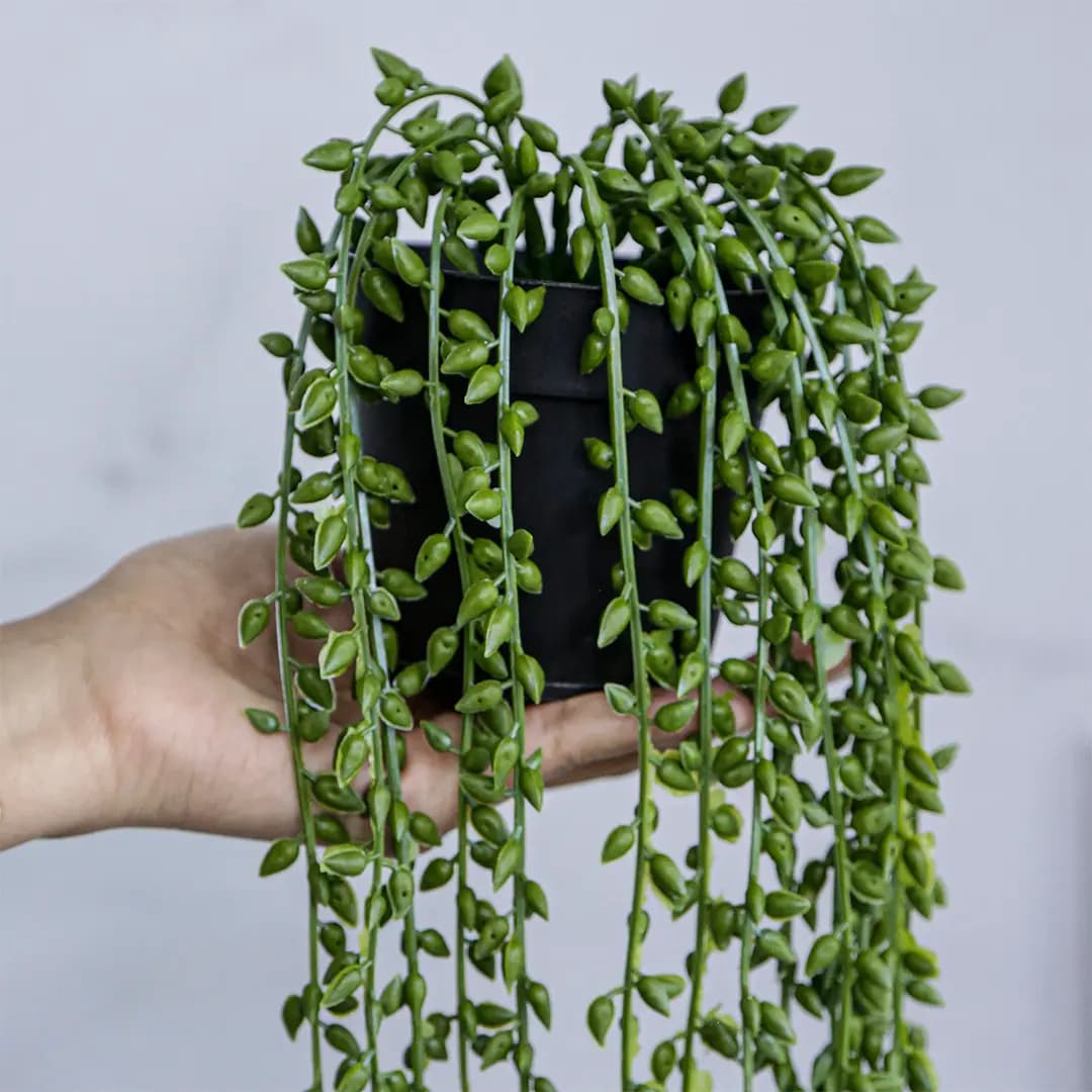غوره گلدونی وارداتی رنگ سبز
