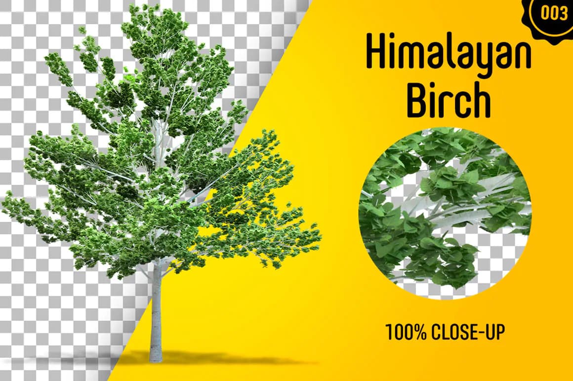 60 فایل PNG درخت بدون بک گراند — تصویر ۴