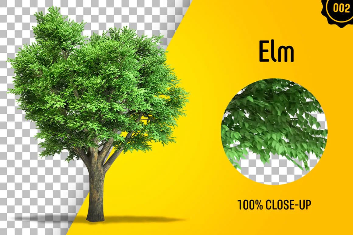 60 فایل PNG درخت بدون بک گراند — تصویر ۳