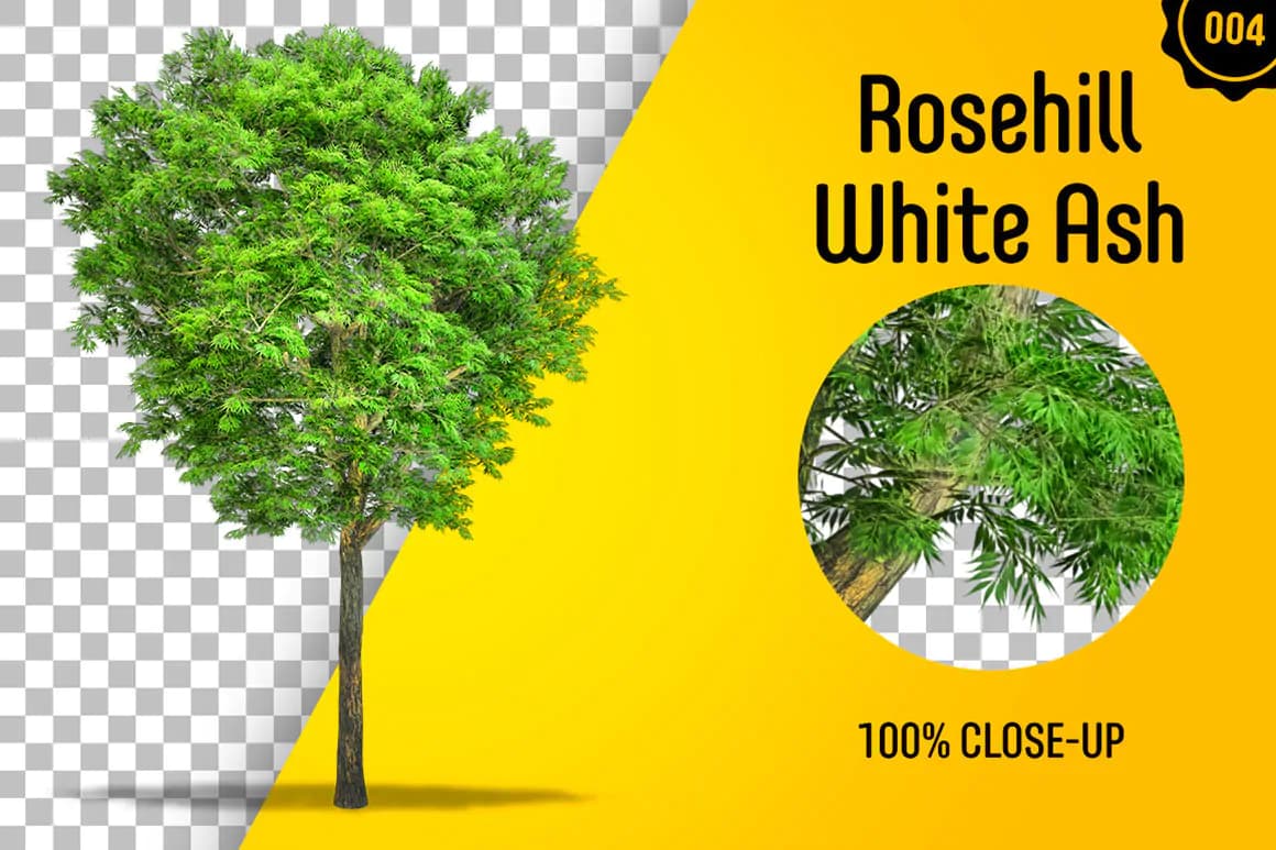 60 فایل PNG درخت بدون بک گراند — تصویر ۵