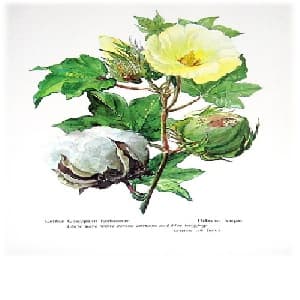 گیاهشناسی پنبه (طلای سفید) Cotton ( پاورپوینت 43 اسلاید)