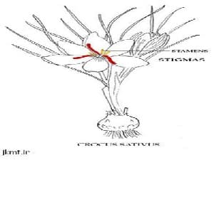 زعفران(Crocus sativus) از کاشت تا برداشت (پاورپوینت 23 اسلاید)