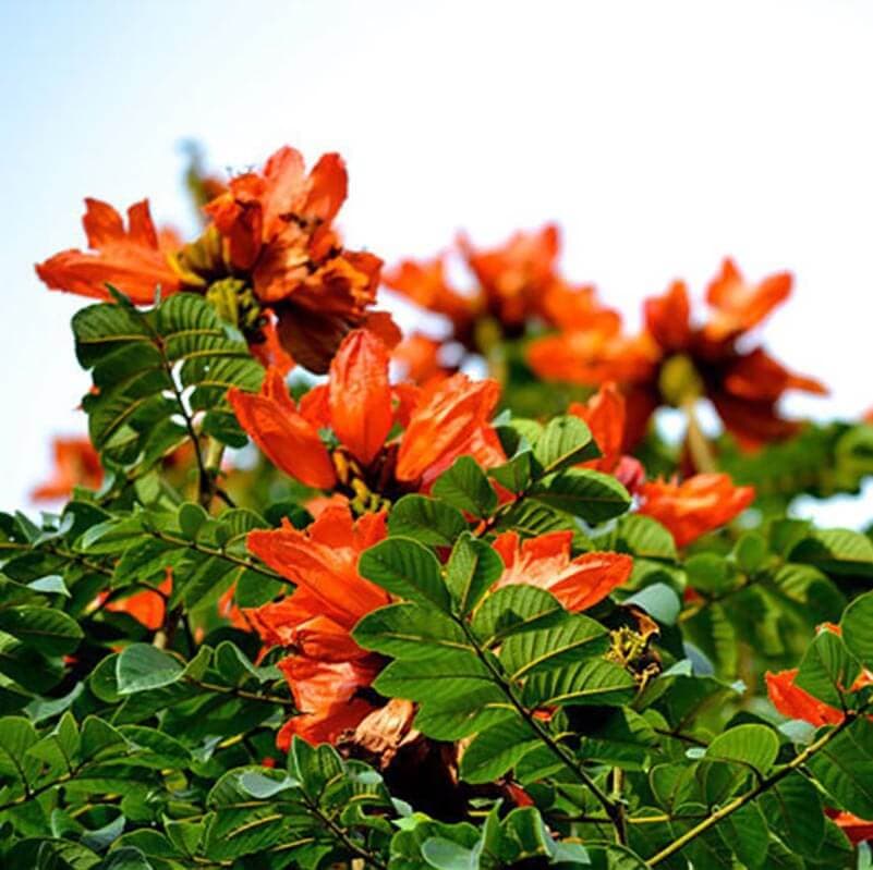 بذر لاله درختی آفریقایی بسته 3 عددی — تصویر ۲