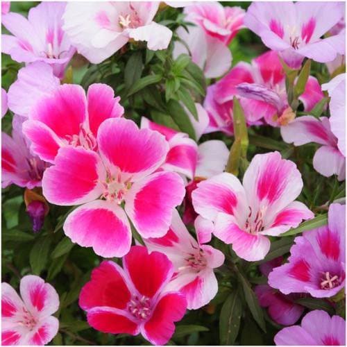 بذر گل مغربیان کلارکیا آمریکایی رنگارنگ بسته 30 عددی