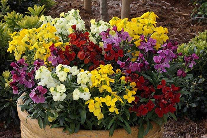 بذر گل شب بو راوانل رنگارنگ آمریکایی بسته 50 عددی — تصویر ۴