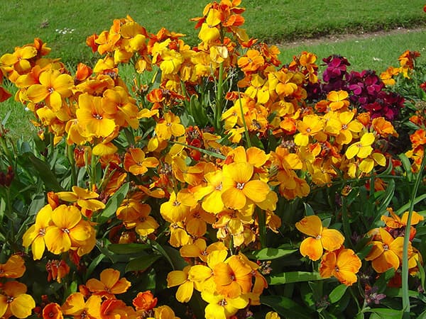 بذر گل شب بو راوانل رنگارنگ آمریکایی بسته 50 عددی — تصویر ۷