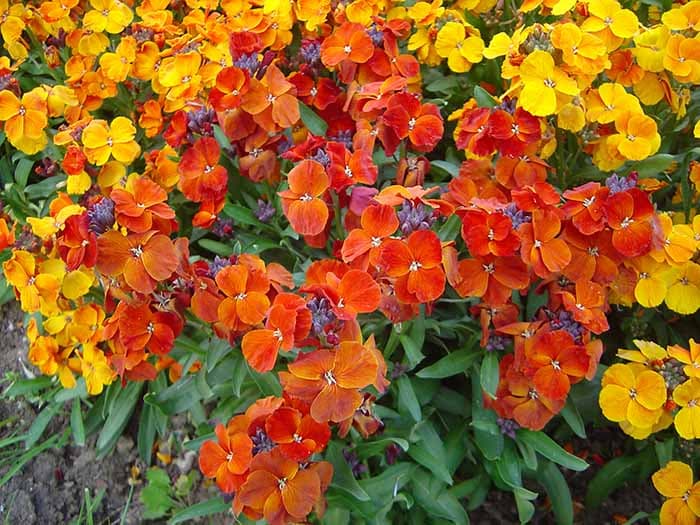 بذر گل شب بو راوانل رنگارنگ آمریکایی بسته 50 عددی — تصویر ۳