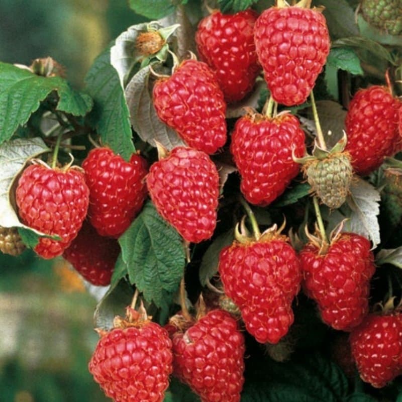 بذر رزبری آکسو ترکیه بسته 10 عددی — تصویر ۲