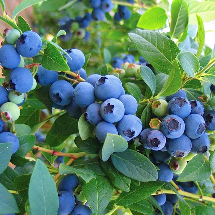 بذر بلوبری گلدتراپ کانادایی بسته 15 عددی