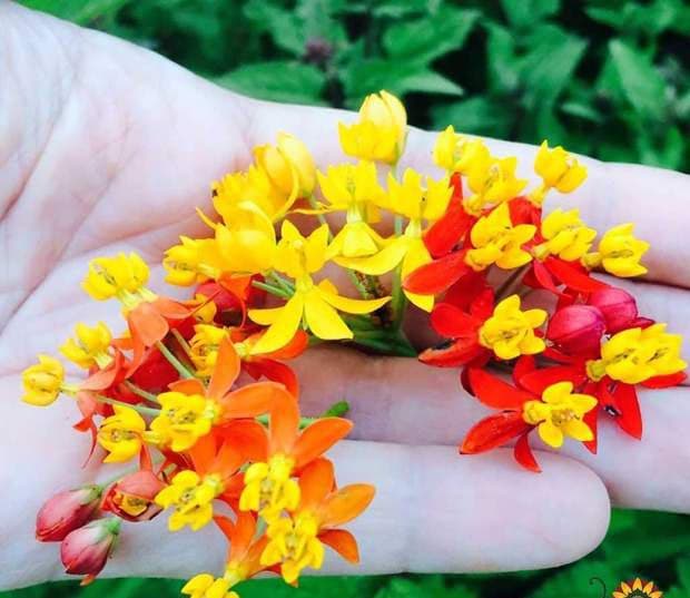 بذر گل استبرق استوایی بسته 5 عددی — تصویر ۲