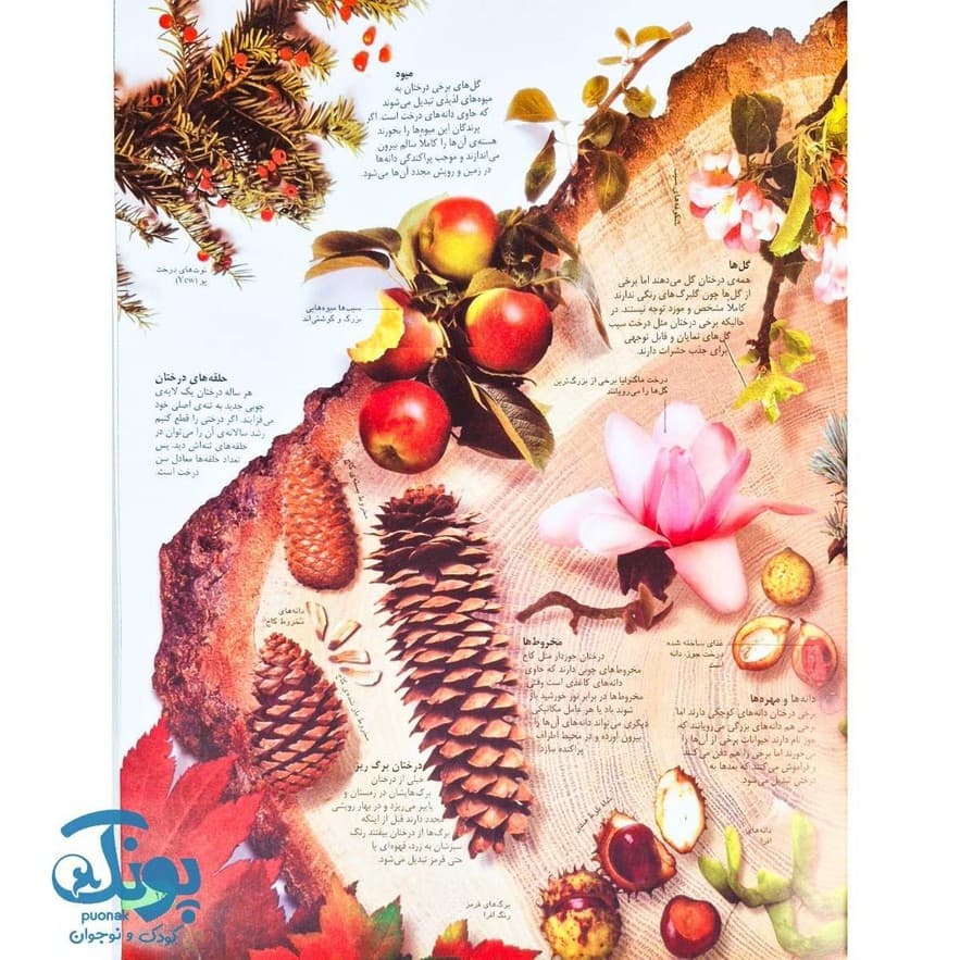 کتاب یک میلیون نکته (دانش ‌نامه تصویری) — تصویر ۳