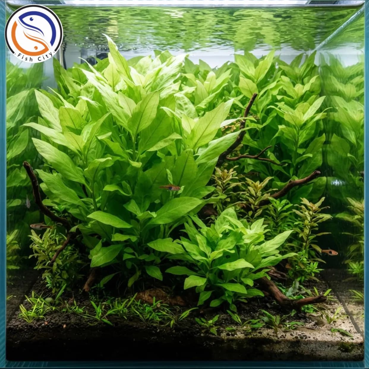 گیاه سیبی گلدانی